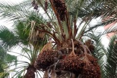 teneryfa_tydz4_16